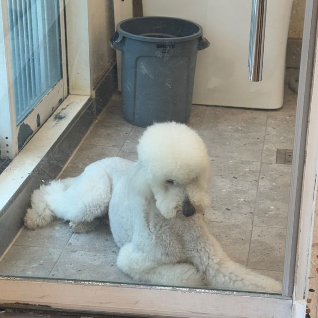 서울 강아지 유치원 비용