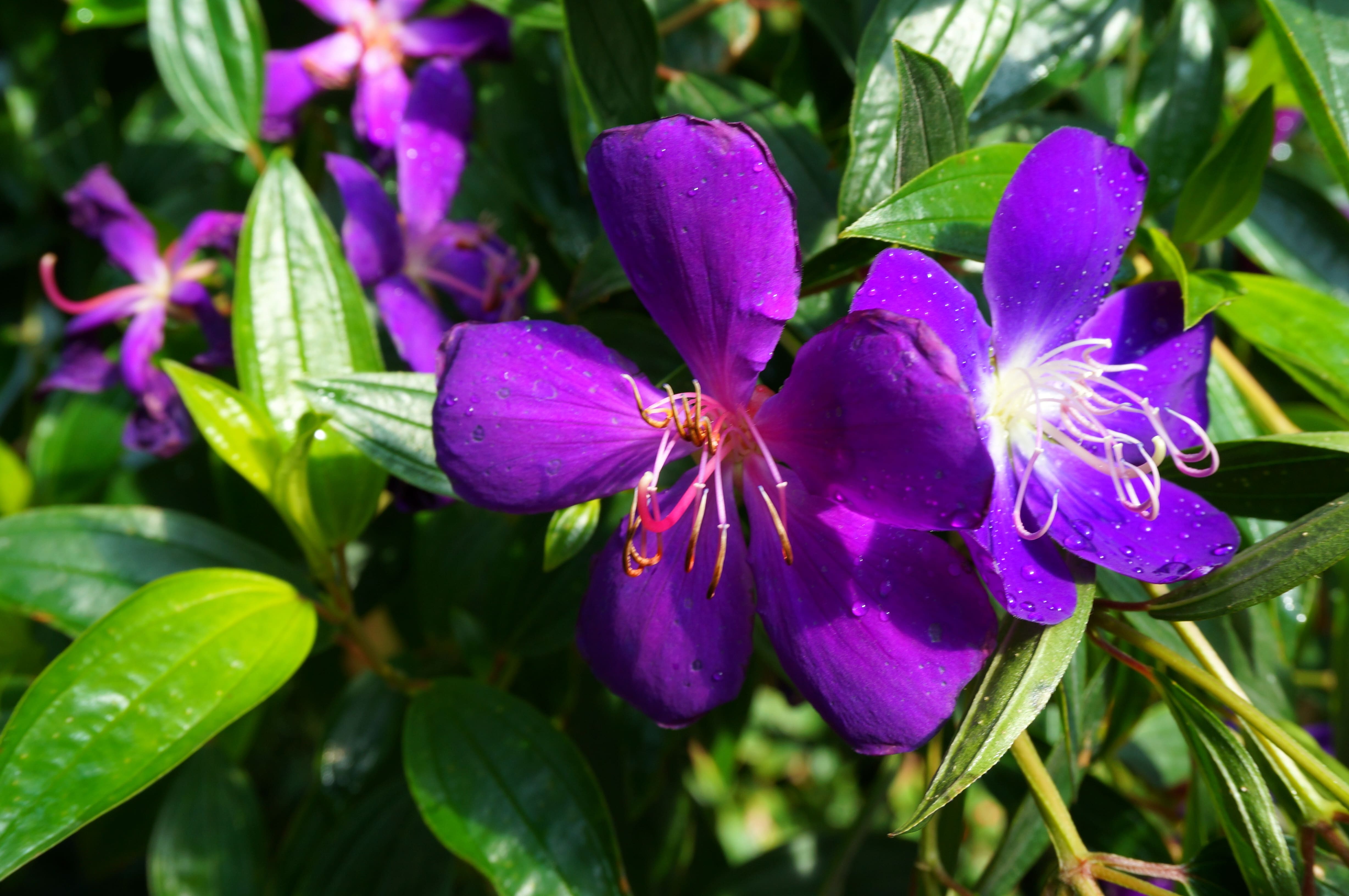 티부키나(Tibouchina)