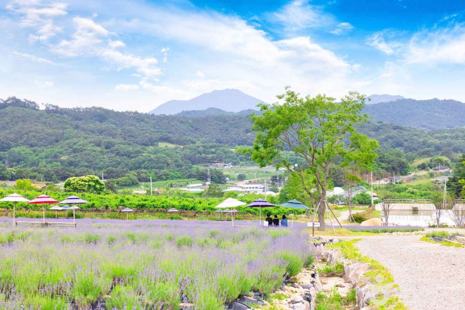 정읍 허브원 라벤더 농원