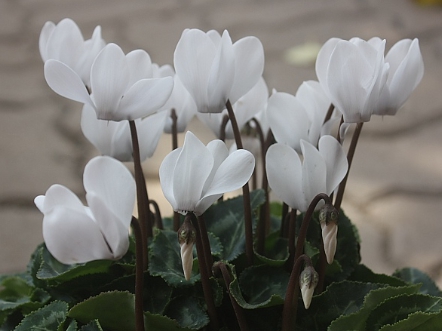 겨울 꽃 시클라멘