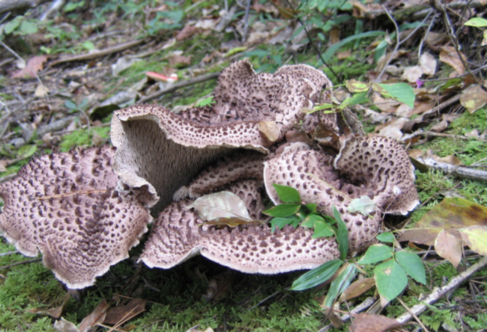 능이버섯 보관 방법