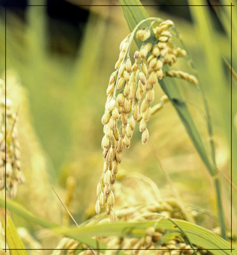 쌀눈의 효능과 먹는 법.