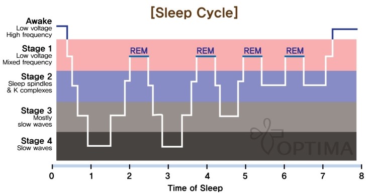 렘수면과 비렘수면 패턴 설명