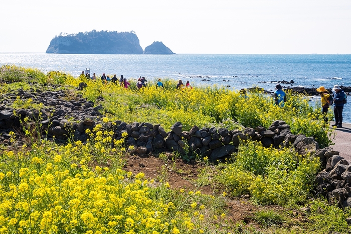 서귀포 유채꽃 축제
