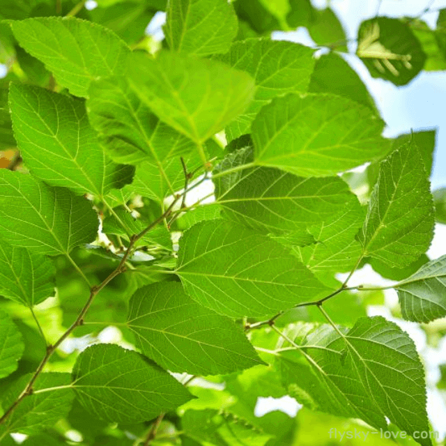 당뇨에 효과적인 뽕잎