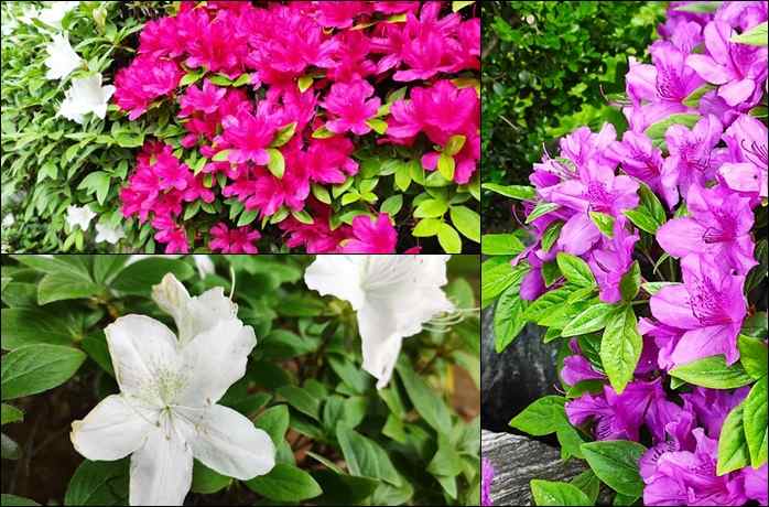 하얀색, 핑크색, 다홍색의 화려한 철쭉꽃들