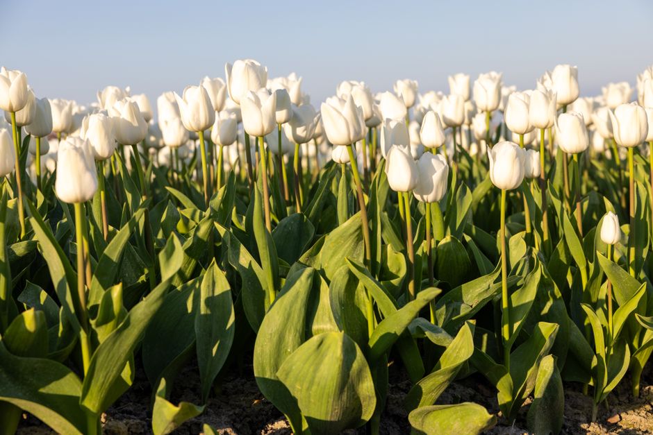 A stunning field of white tulips blooming under a clear blue sky in Schermerhorn, Netherlands.
