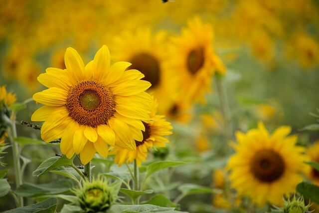sun flowers