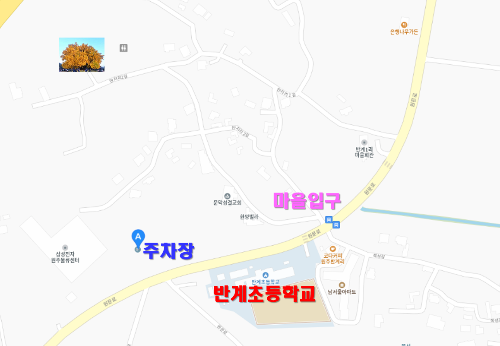 반계리 은행나무, 반계리 은행나무 주차장, 은행나무 단풍, 원주 반계리 은행나무 숲