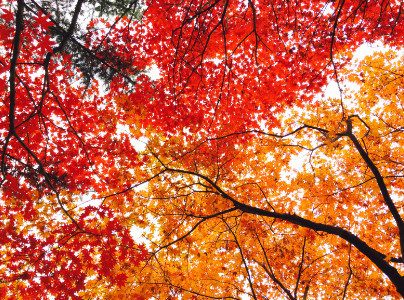 경기도 가을축제