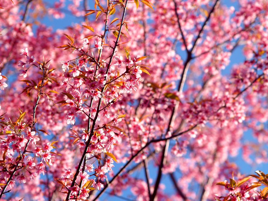 A close-up of a cherry blossom tree in full bloom, with vibrant pink flowers against a clear blue sky.