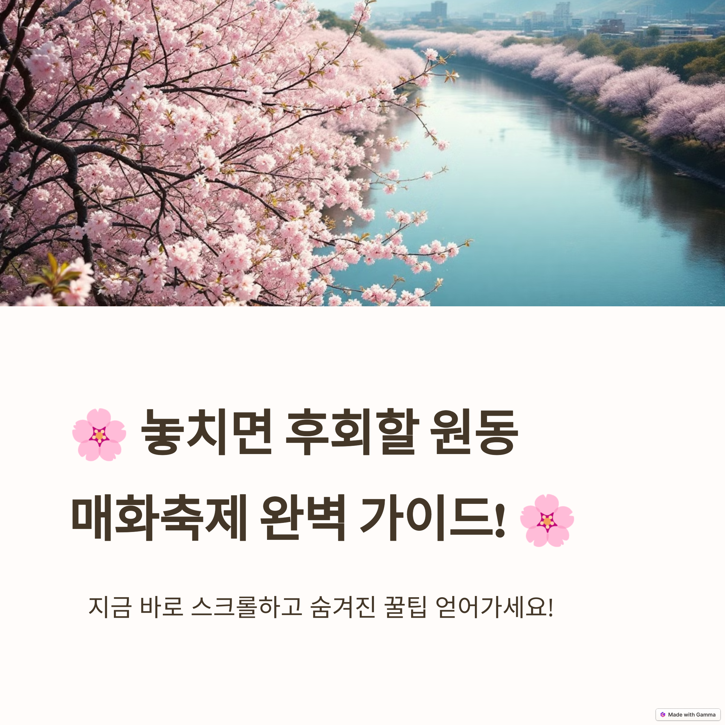 원동 매화축제