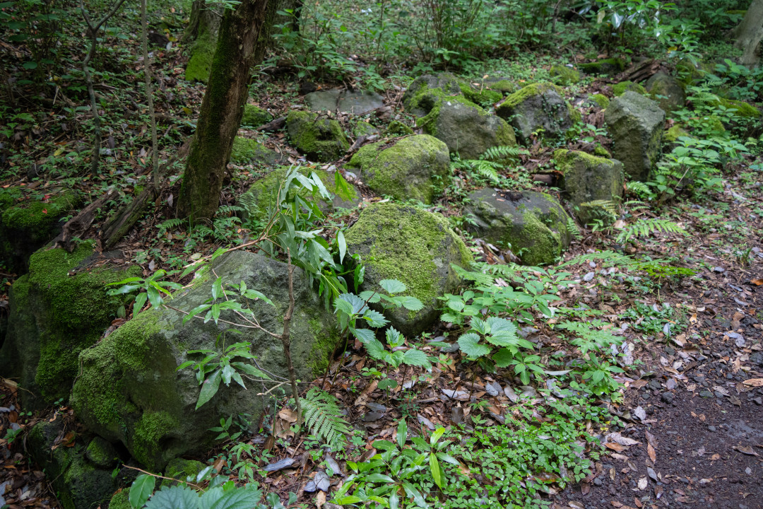 이승악 오름 활엽수