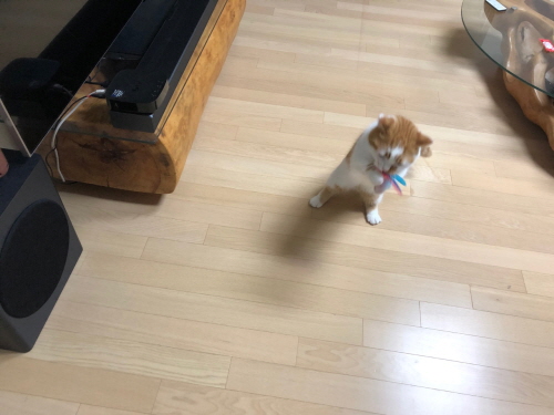 고양이장난감후기