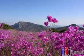 제 28회 비슬산 참꽃문화제 특징
