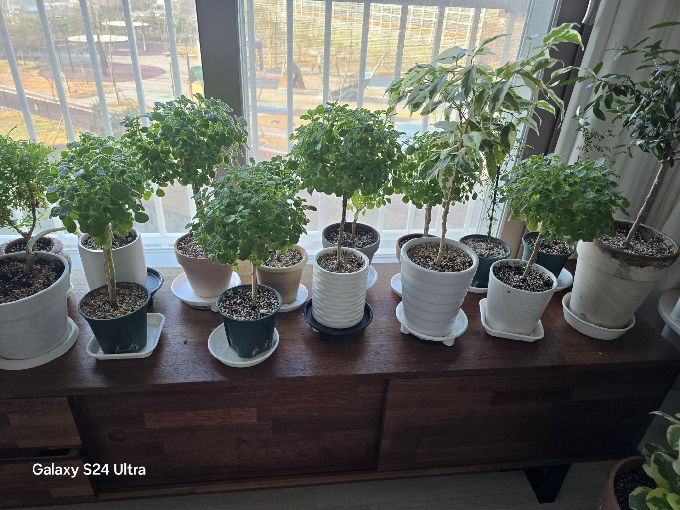 지금 현재 12월 4일의장미허브