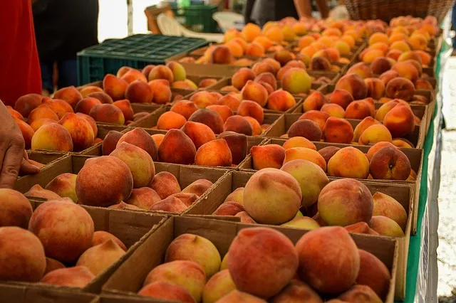 복숭아 당지수2