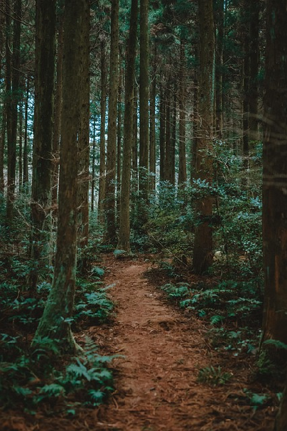 제주도 숲 사진