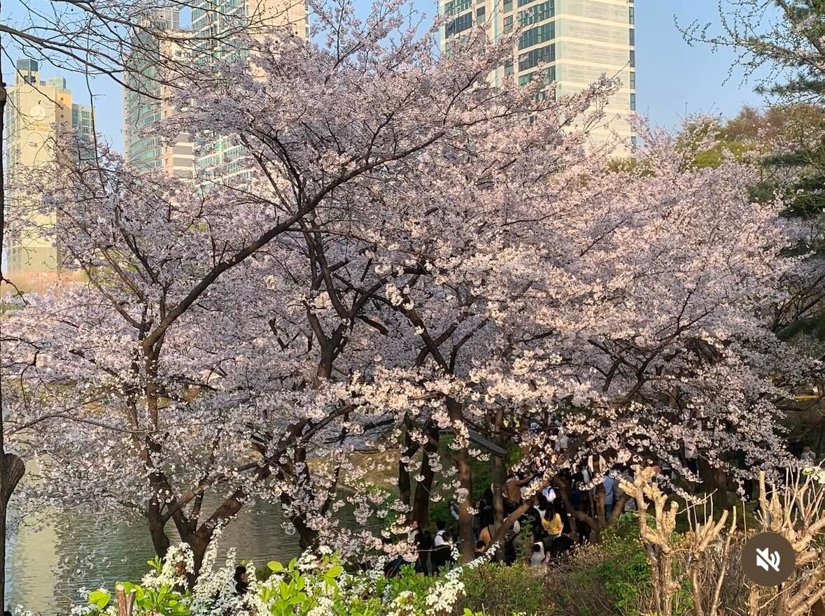 석촌호수 벚꽃 축제 일정