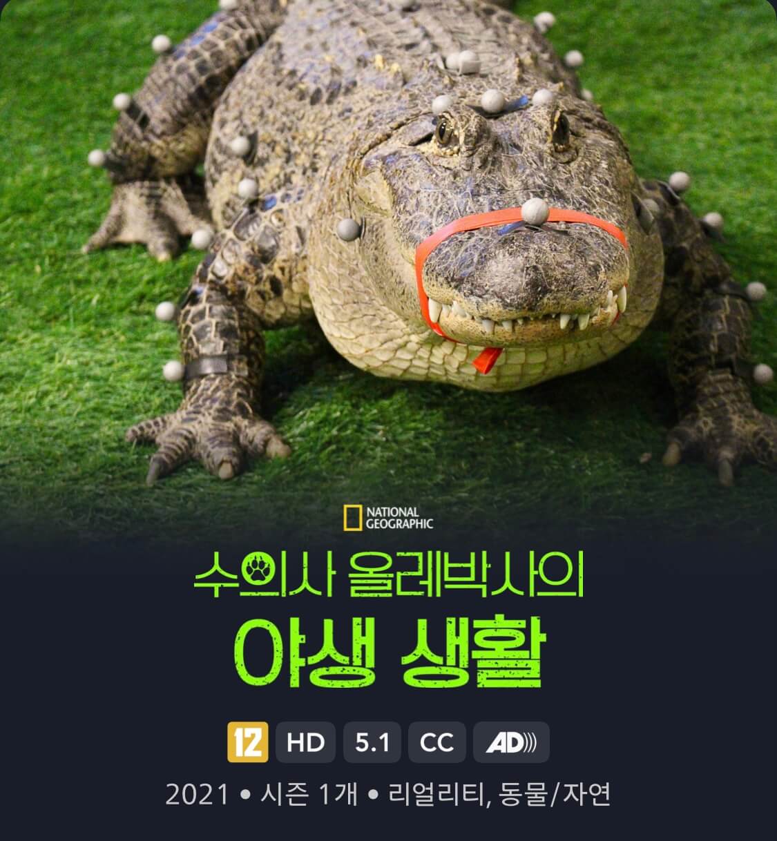 수의사 올레박사의 야생 생활