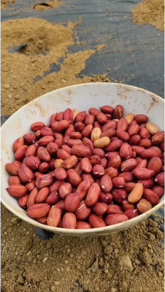 땅콩 효능 칼로리 권장섭취량_19