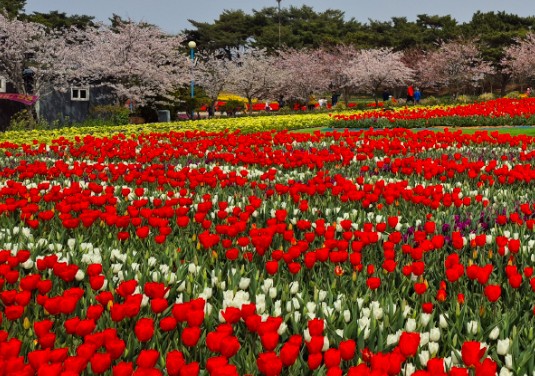 태안 튤립축제 기간 입장료 할인