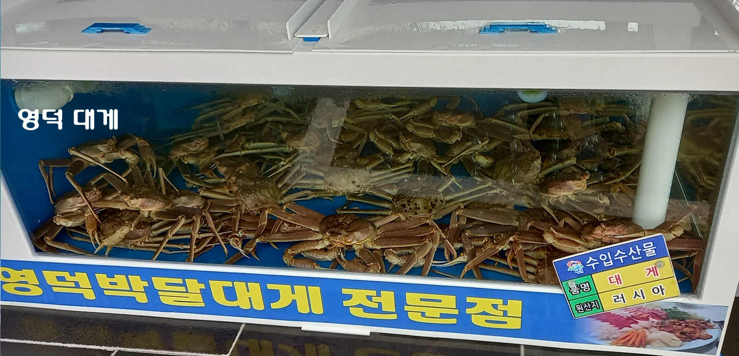 영덕 대게