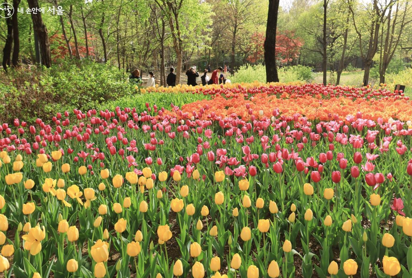 서울숲 튤립 장소입니다.