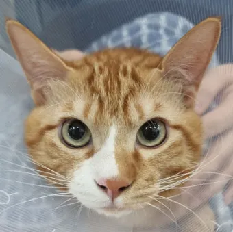 코숏 고양이 털색깔 종류 성격 수명_30