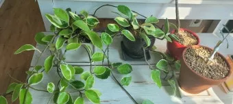 호야 키우기 꽃피우기 번식법 알고 물주기_16