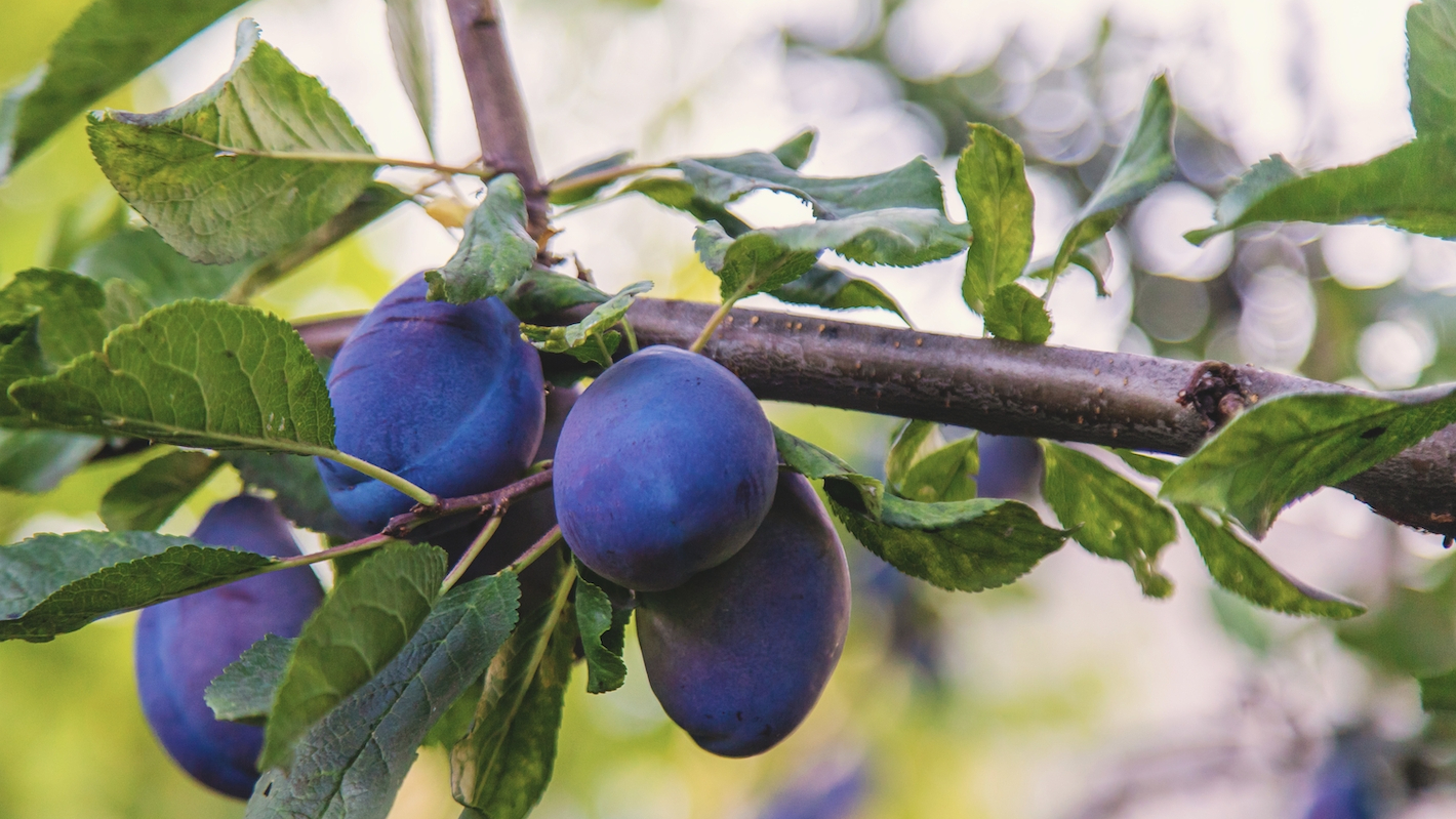 푸룬의 주요 효능 5가지