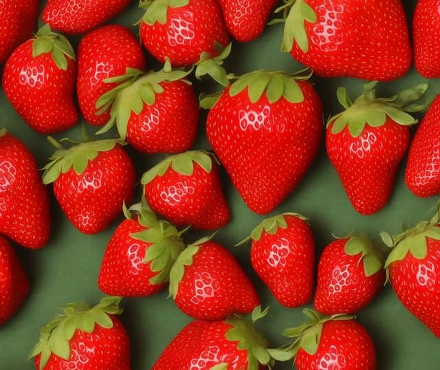 도시 농업 딸기 키우기 : 컨테이너를 활용한 도시 속 과일 재배법