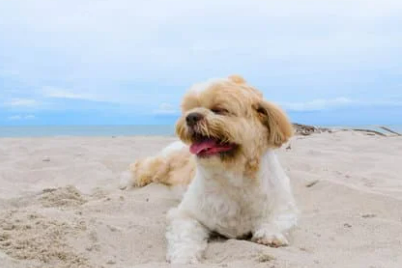 강아지 더위 먹었나? 여름 보양식 BEST 7