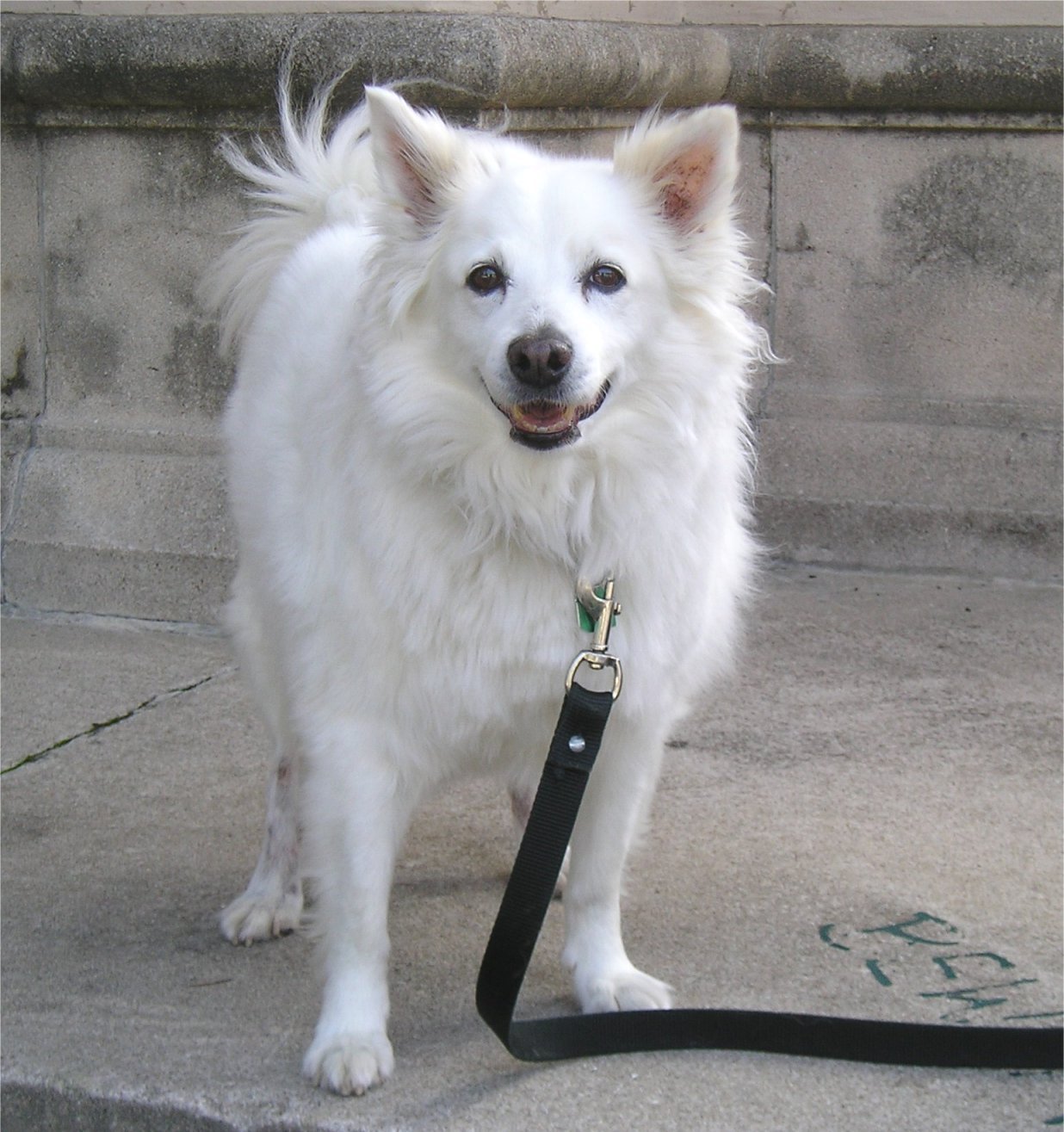 반려동물 등록제 관련 사진