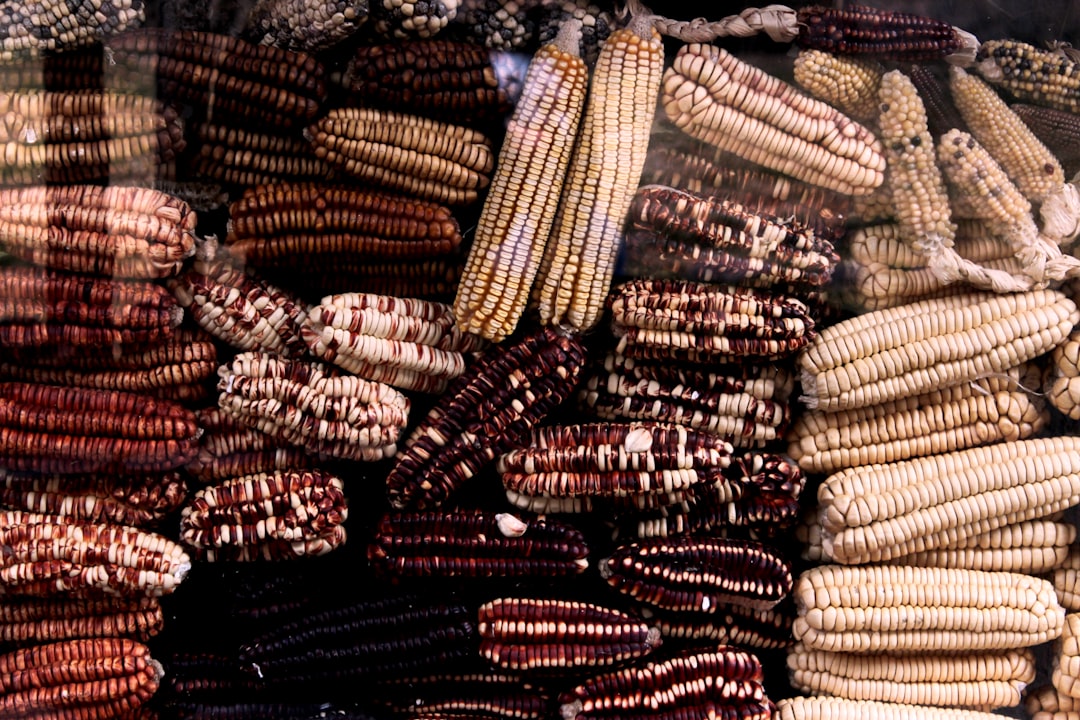 Corn silk