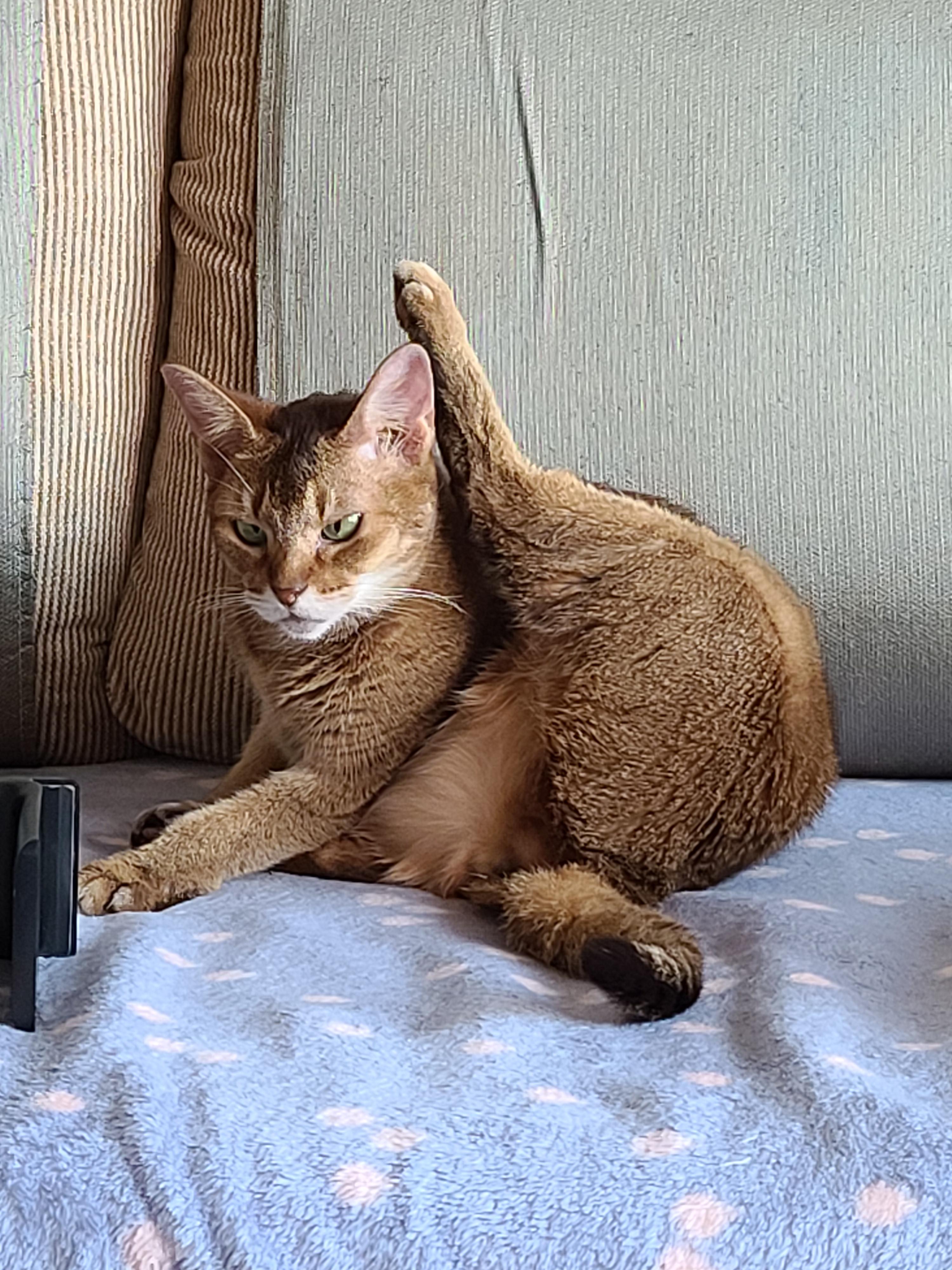 톡소플라즈마, 임산부와 고양이