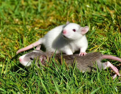 쥐꿈 상황별 해몽