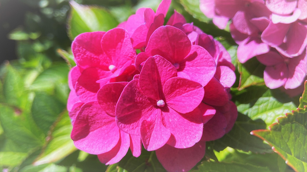 마노르블랑 수국축제