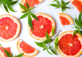 개가 자몽을 먹어도 괜찮을까?