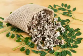 모링가 효능 및 영양성분, 주의점