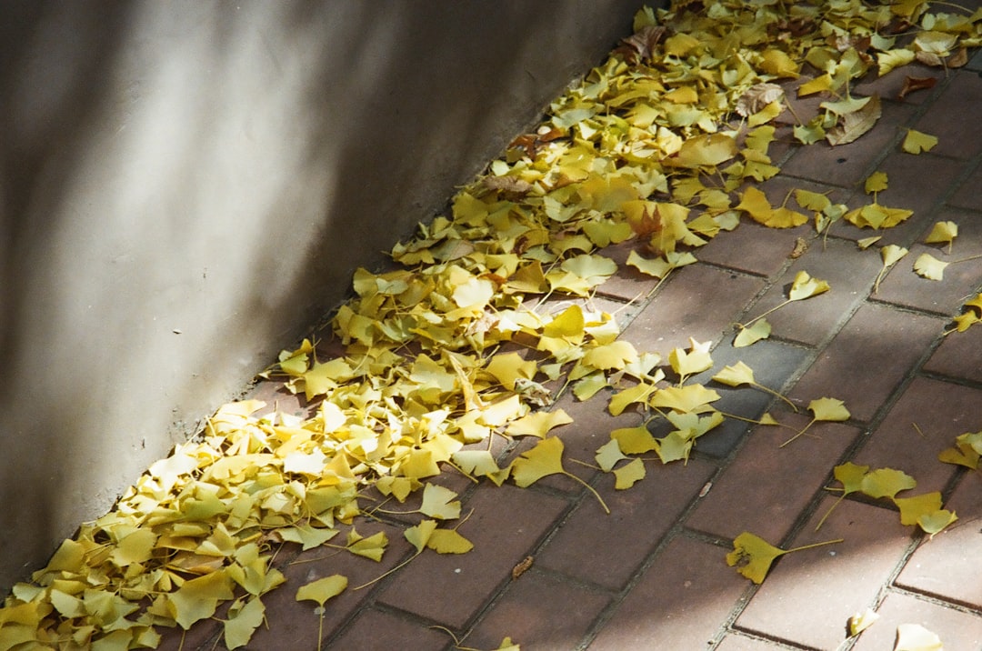 Ginkgo