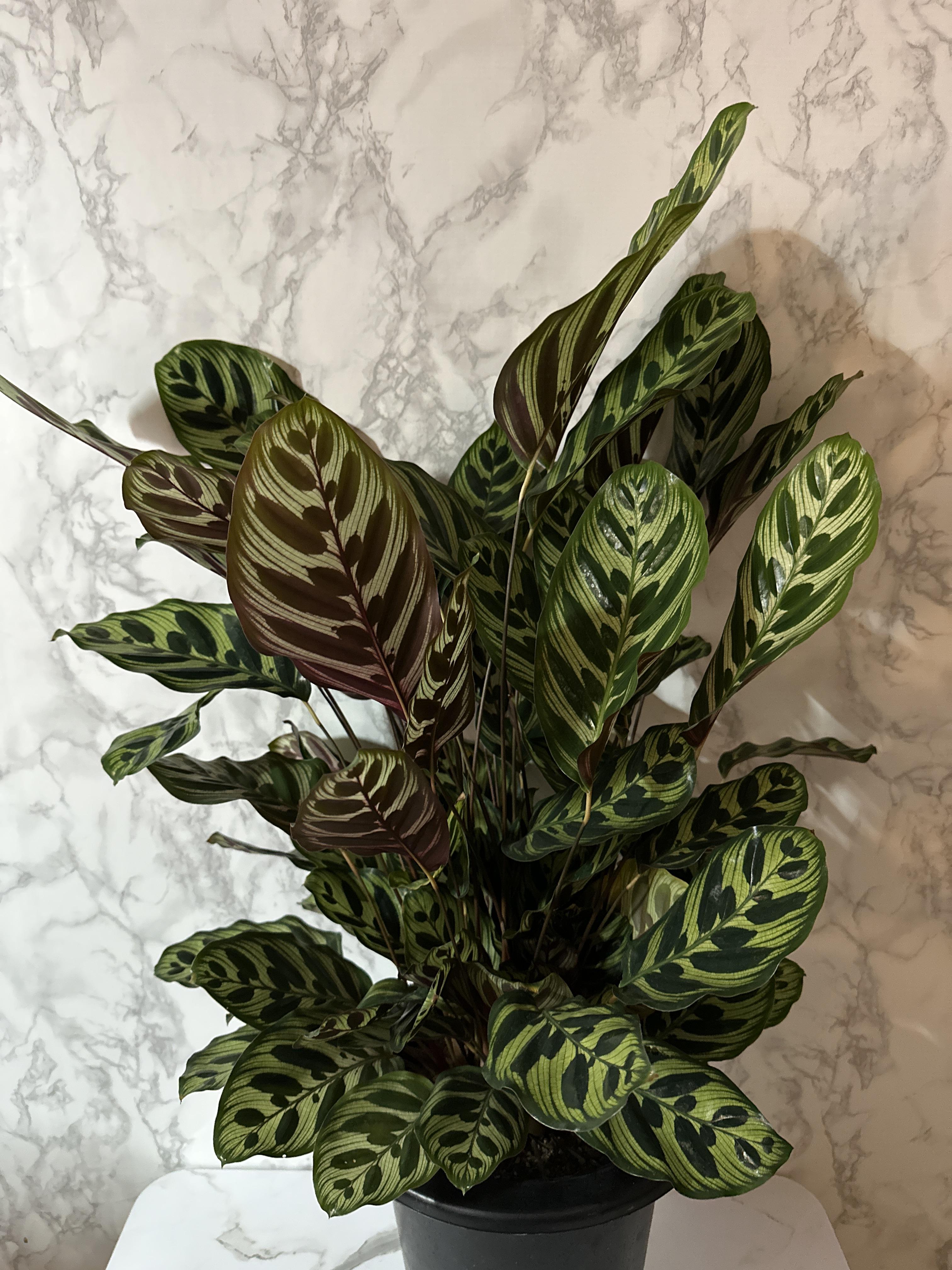 실내 공기정화식물 추천 마코야나 부부초