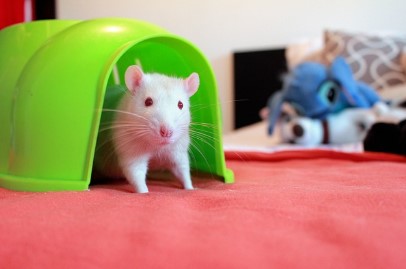 2026년 범띠 신년운세 무료 확인