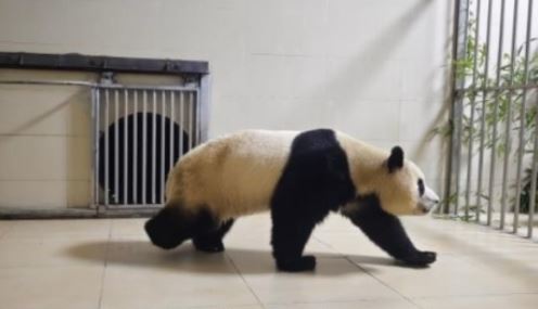 푸바오 반환 에버랜드 떠나는날 환송식 생중계 중국 소식 정리