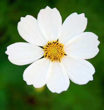 가을에 피는 꽃 종류 해바라기-코스모스