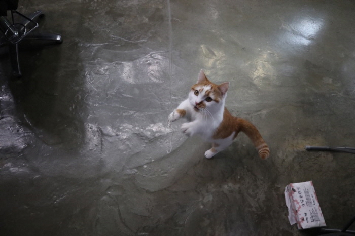 고양이셀프장난감