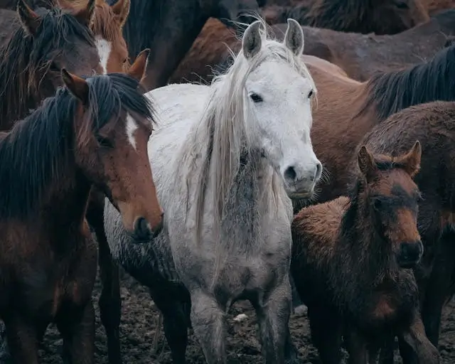 말꿈 해몽&amp;#44; 말나오는 태몽 해석