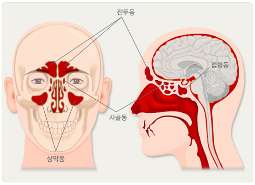 부비동의 증상과 치료