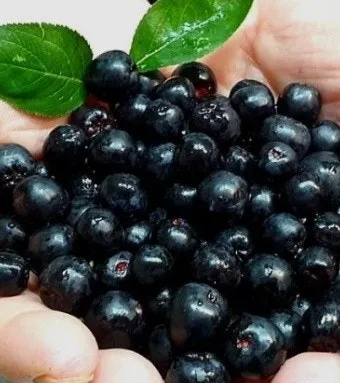 아로니아 먹는 가장 좋은 방법과 생 냉동 분말 활용 팁_8