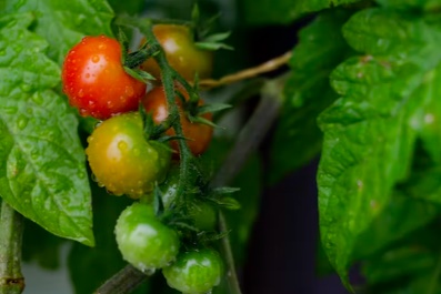 덜익은방울토마토